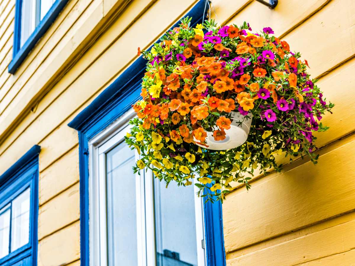 Calibrachoa