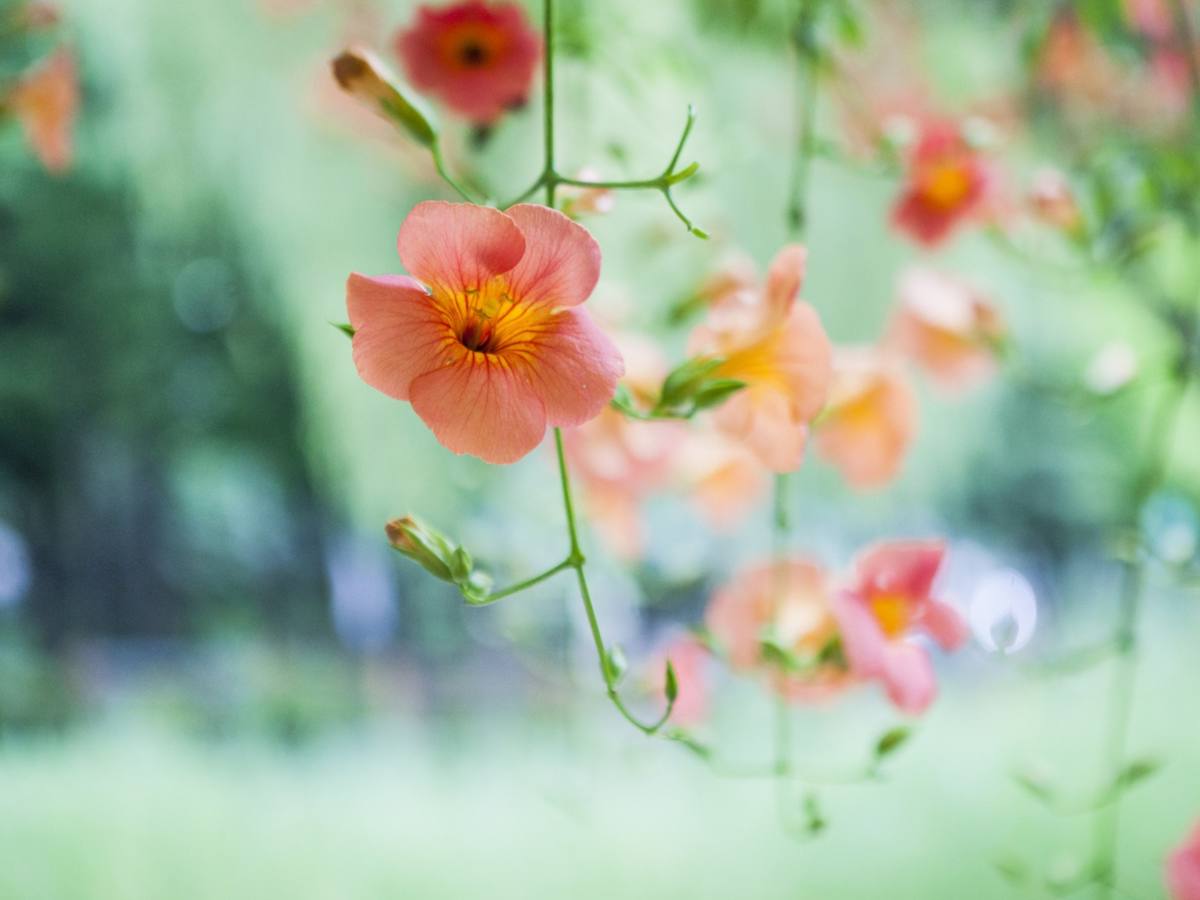 Campsis hummingbird vine