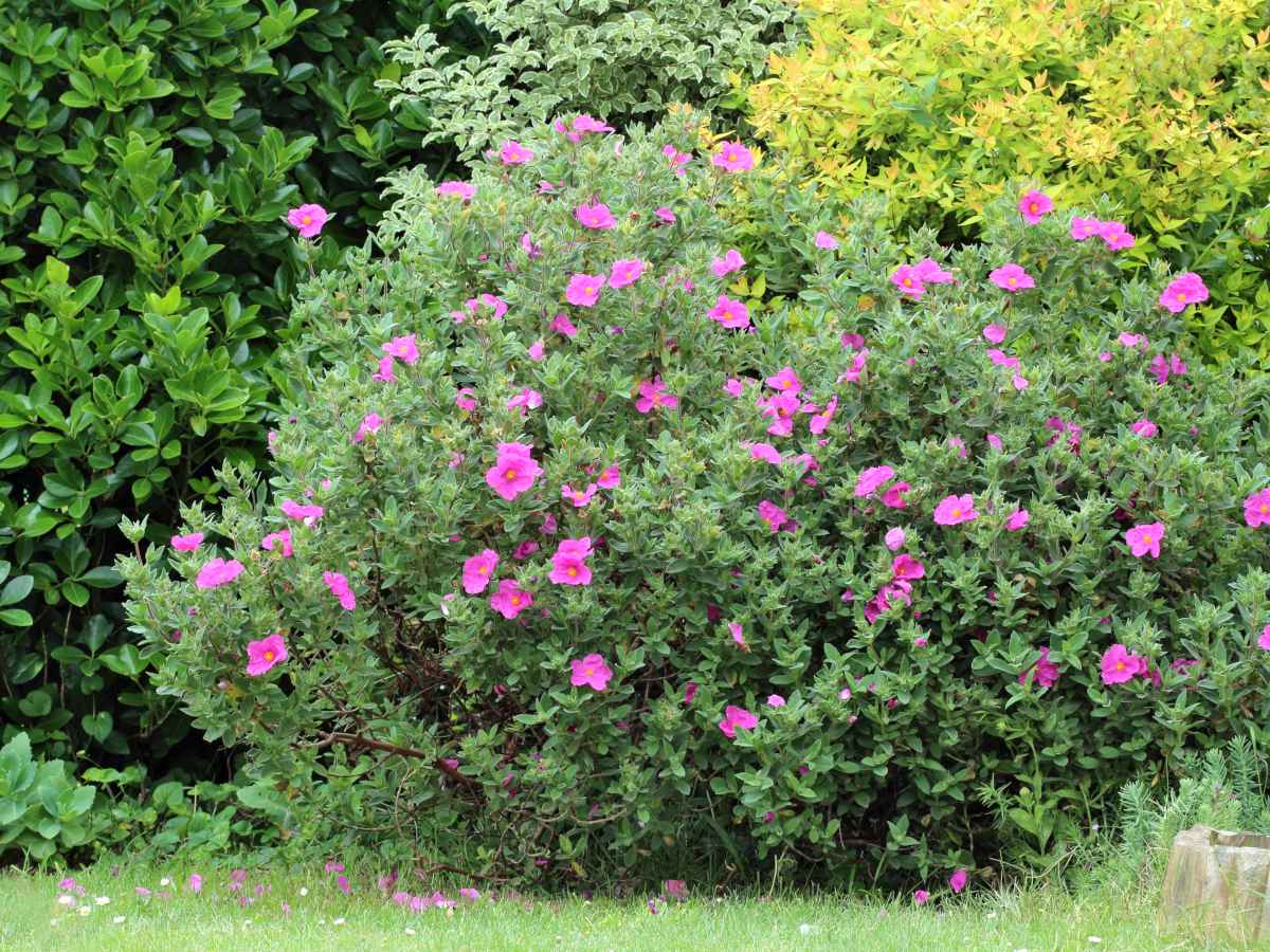 Cistus, rockrose