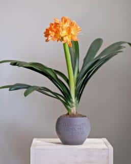 Clivia container