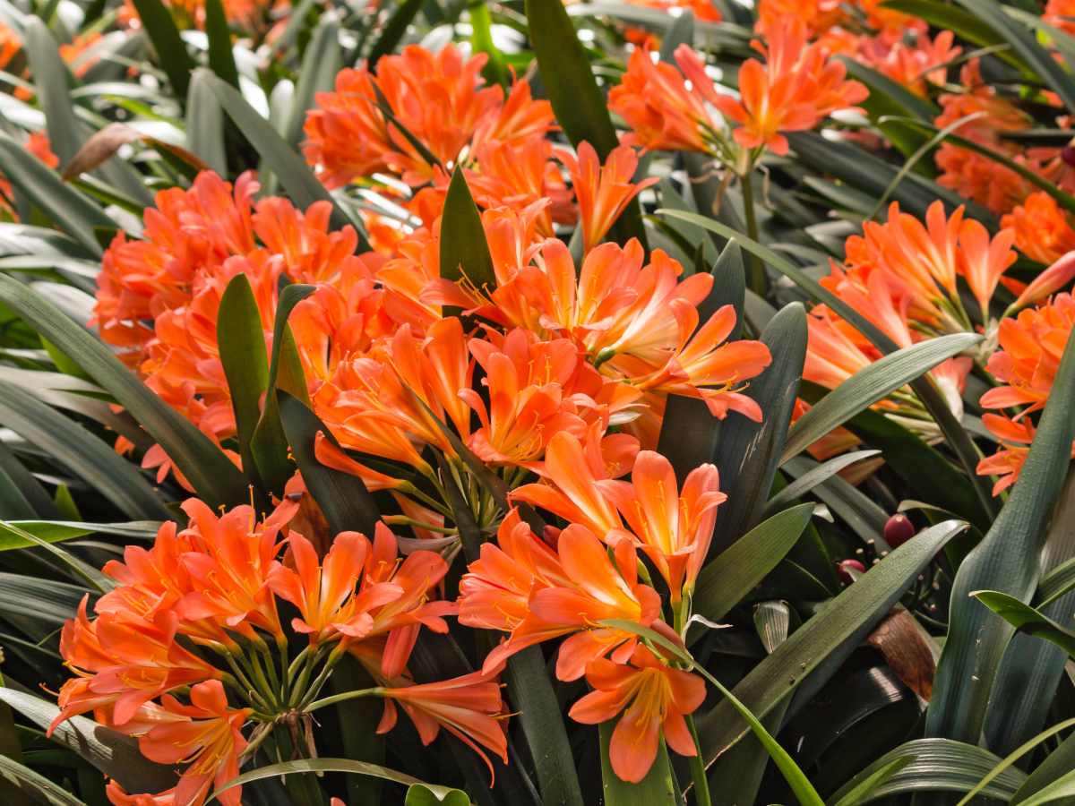 Clivia