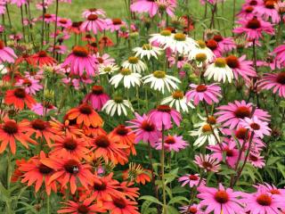 Varieties of cornflower