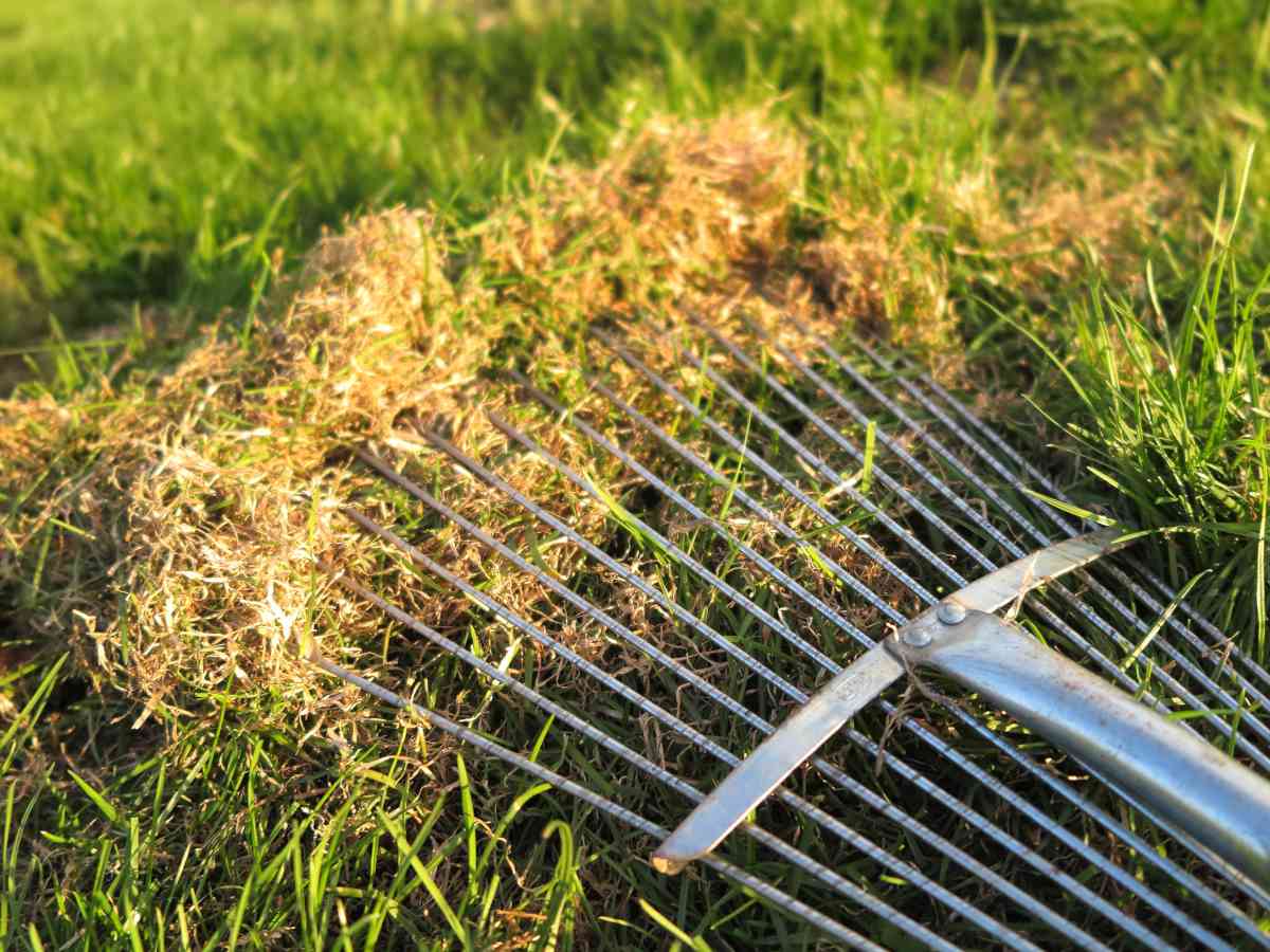 How to dethatch a lawn