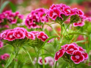 dianthus caring