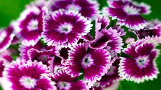 dianthus - garden pinks