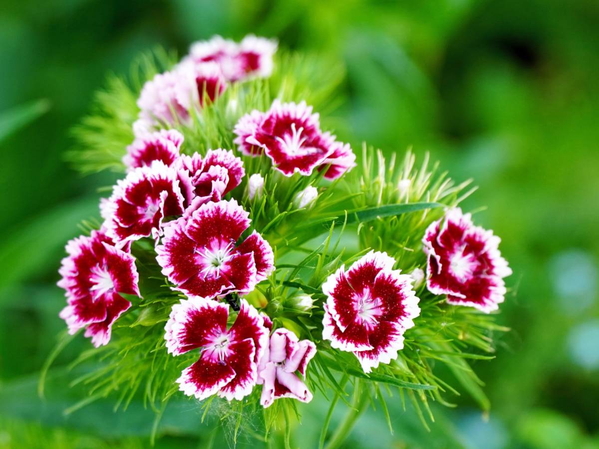 Dianthus