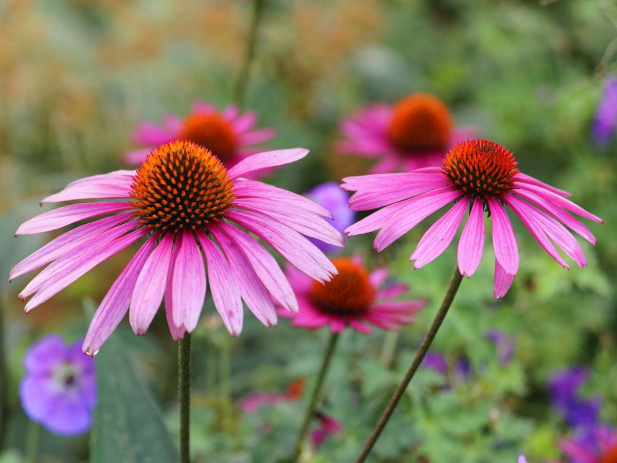 Cornflower, echinaceae