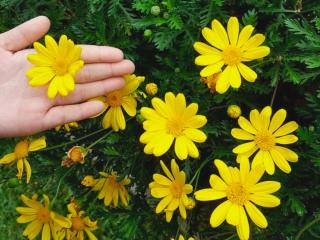 Euryops care