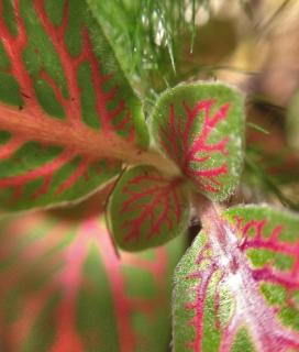 Watering fittonia, here a variety with red veins