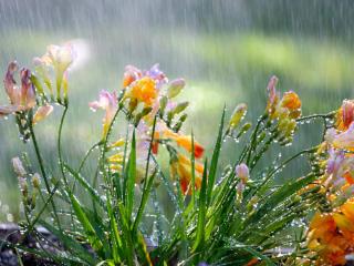 Freesia watering