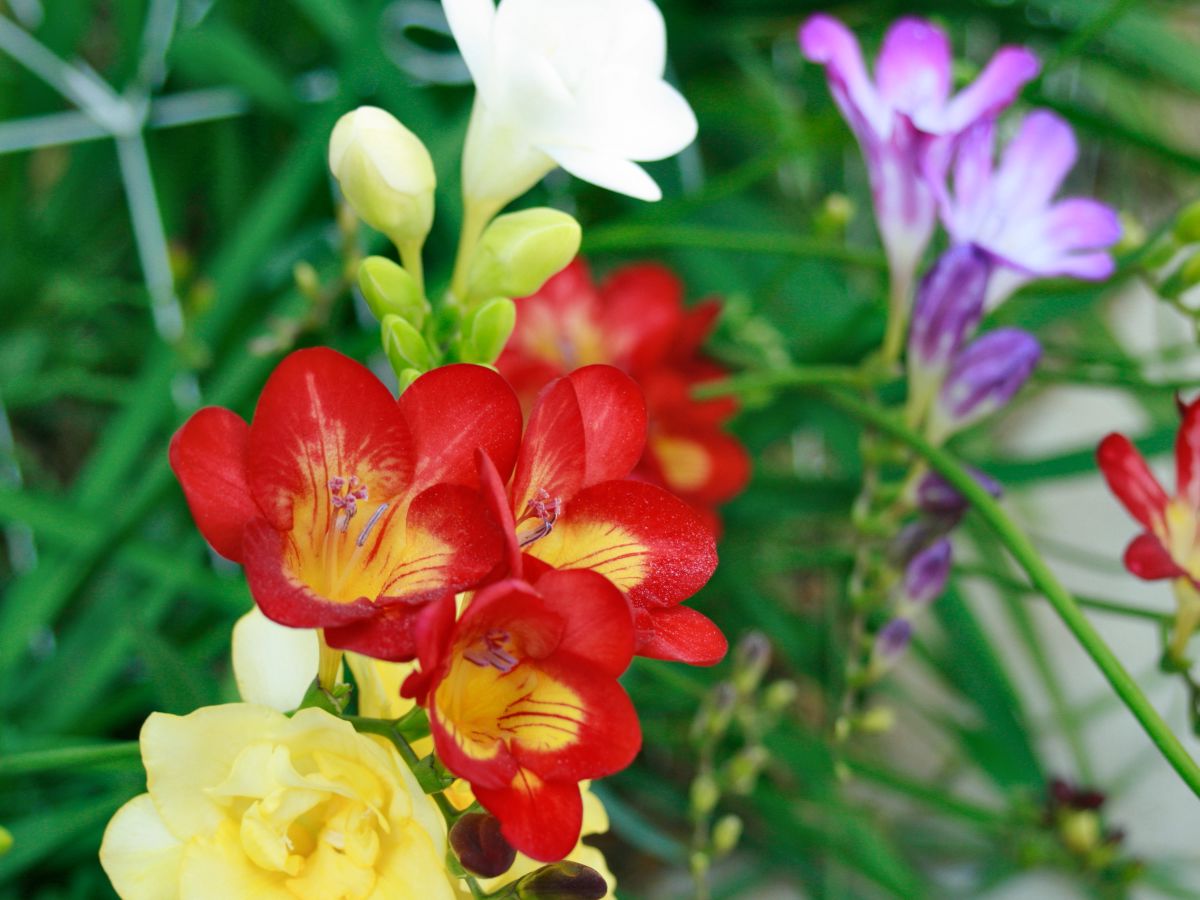 Freesia