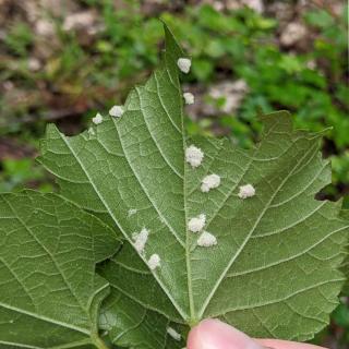 Grape blister mite colonies