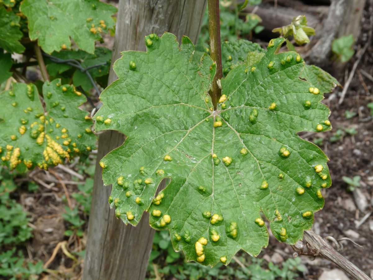 Grape blister mite