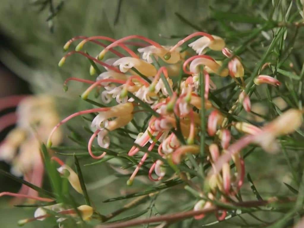 Grevillea desert flame
