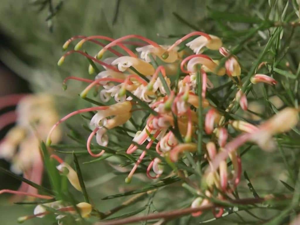 Grevillea desert flame