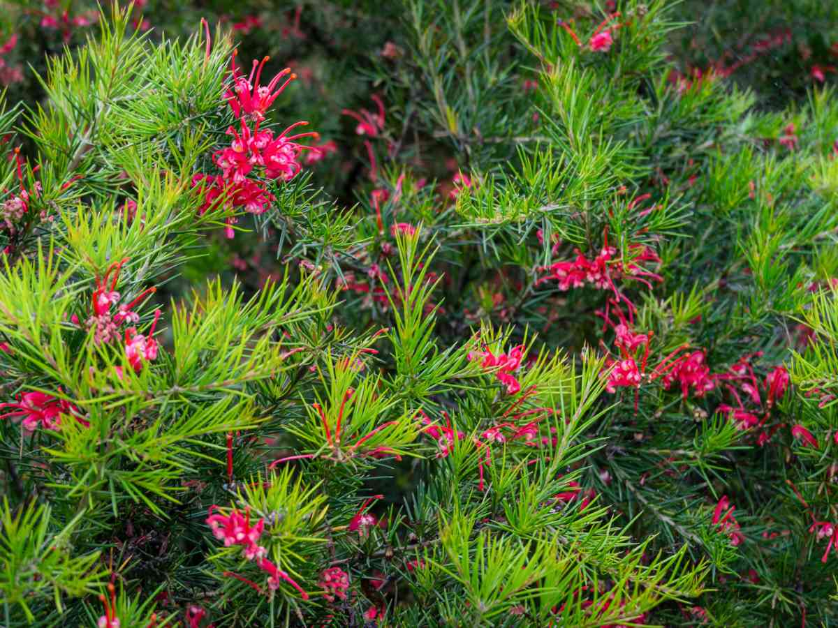 Grevillea juniperina