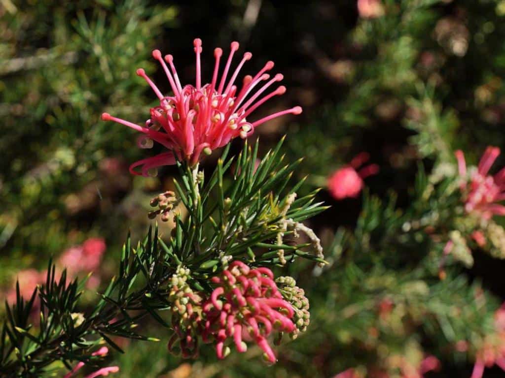 Grevillea pink pearl