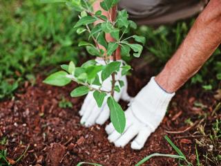 How to plant a tree or shrub