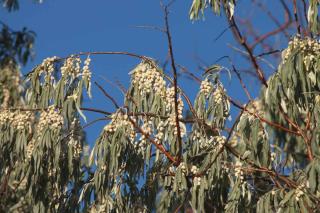 Russian olive tree with many fruits