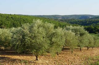 Landscape with olive trees