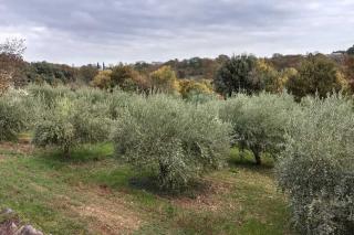 Planting olive trees in rows helps organize the landscape