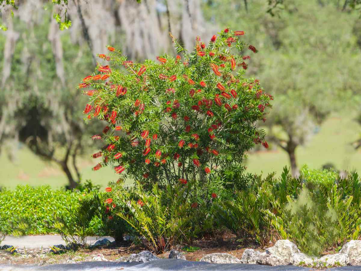 Lemon bottlebrush