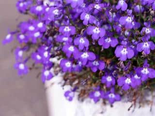 Growing lobelia in pots