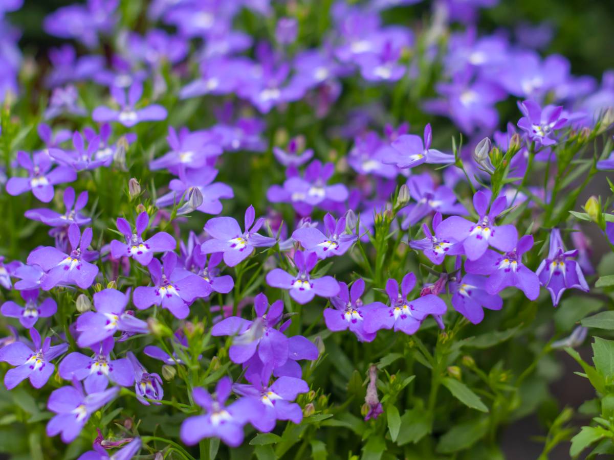 Lobelia