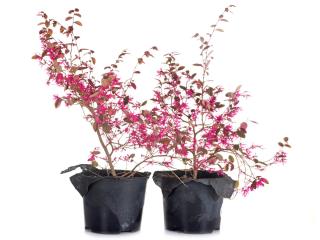 Loropetalum chinense pot