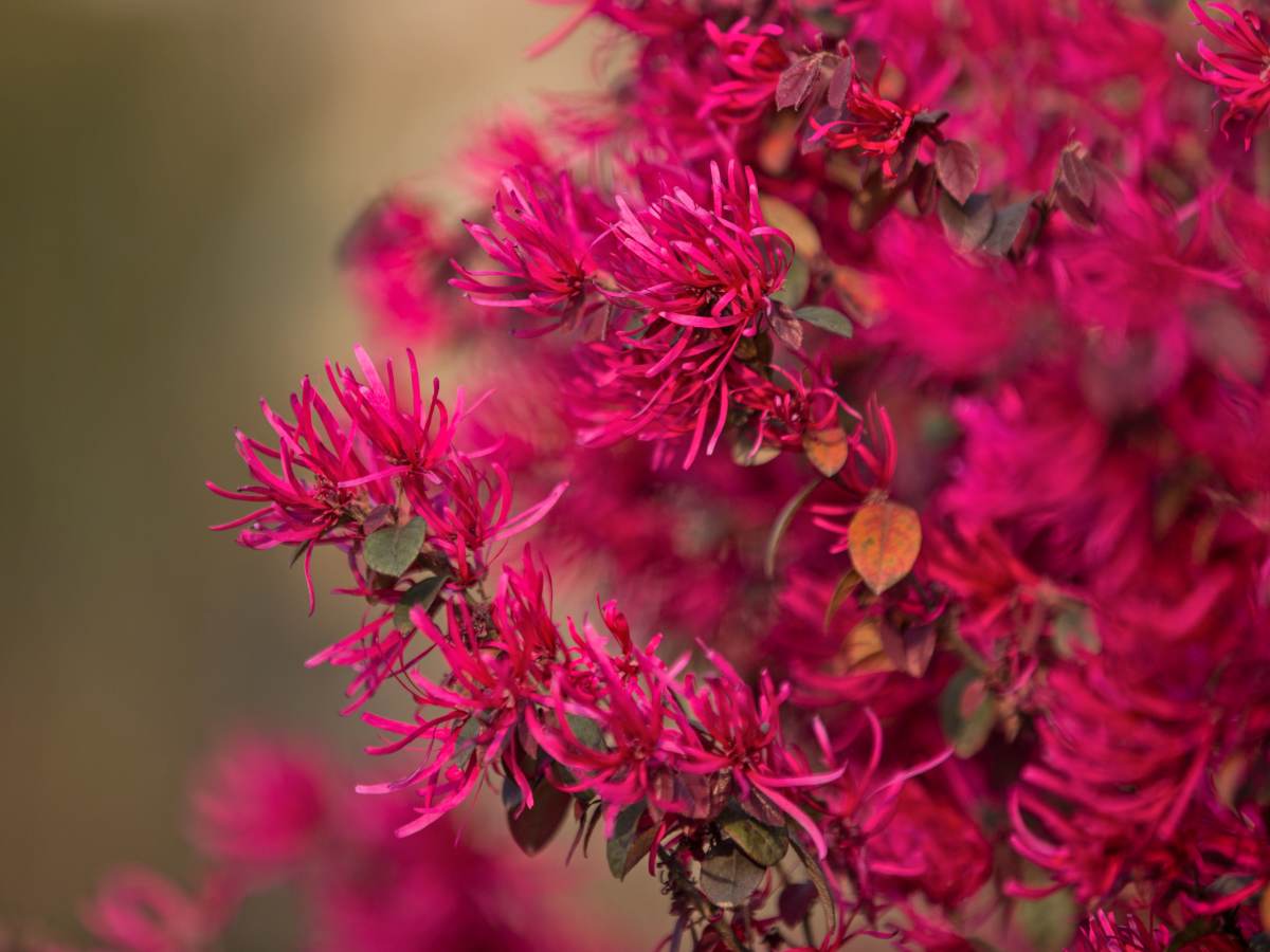 Loropetalum chinense