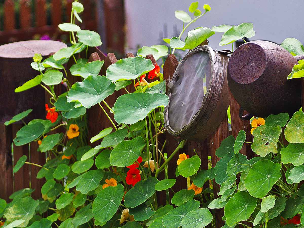 Climbing nasturtium