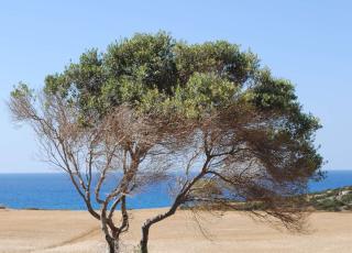 Bacteria is killing off olive trees in Europe