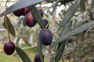 Olive trees are trendy and ornamental, like these with olives turning black on the tree in fall