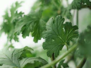 Caring for perennial geranium