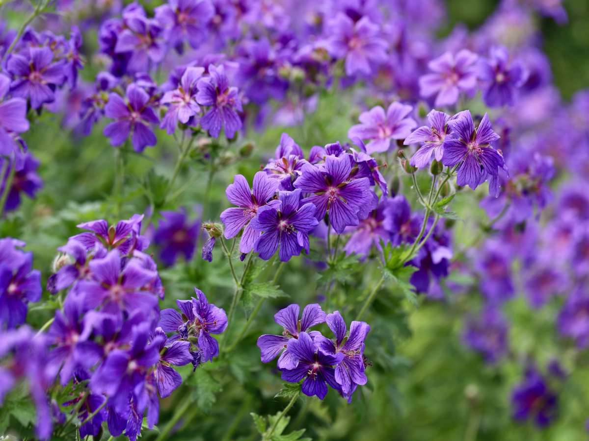 Perennial geranium