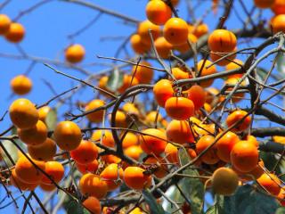 Persimmon harvest