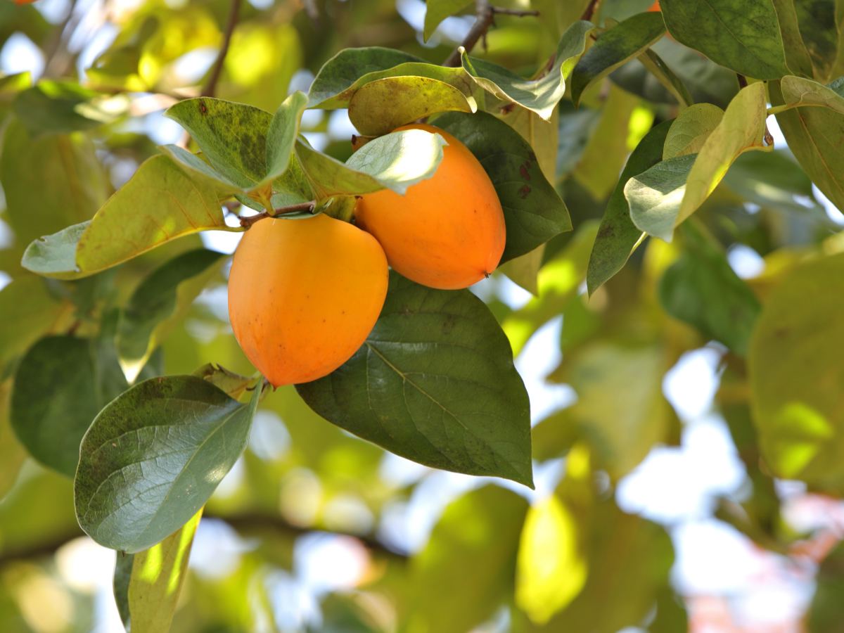 Persimmon tree