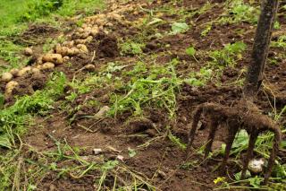 Harvest of potatoes underway