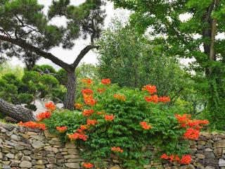 Pruning training Hummingbird vine