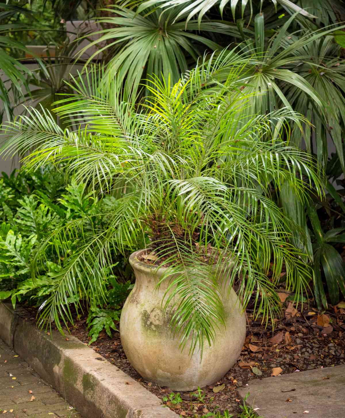 Pygmy date palm