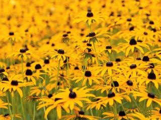 Planting rudbeckia