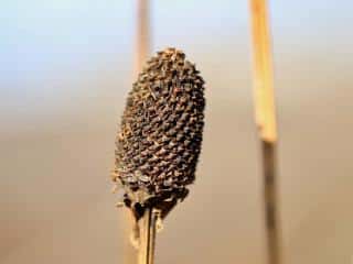 Propagating rudbeckia