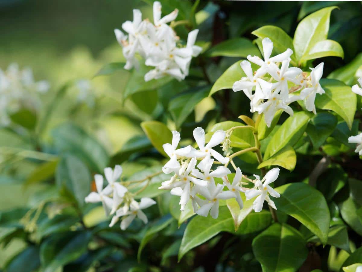 Star jasmine