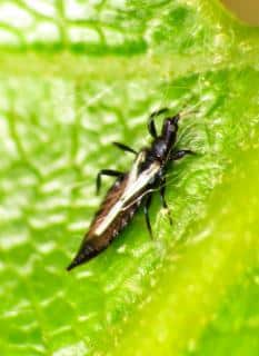 Thrips on a leaf, wings folded back.