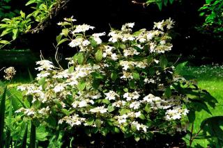 Watanabe viburnum plicatum