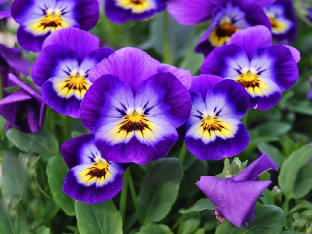 Horned pansy