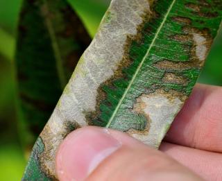 Symptoms of xylella fastidiosa on an olive tree leaf