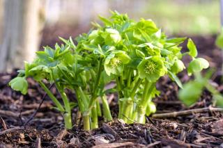 A clump of fragrant and green-blooming H. odoratus