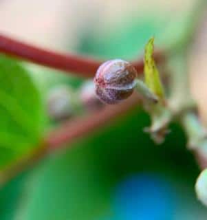 Hardy kiwi flower bud