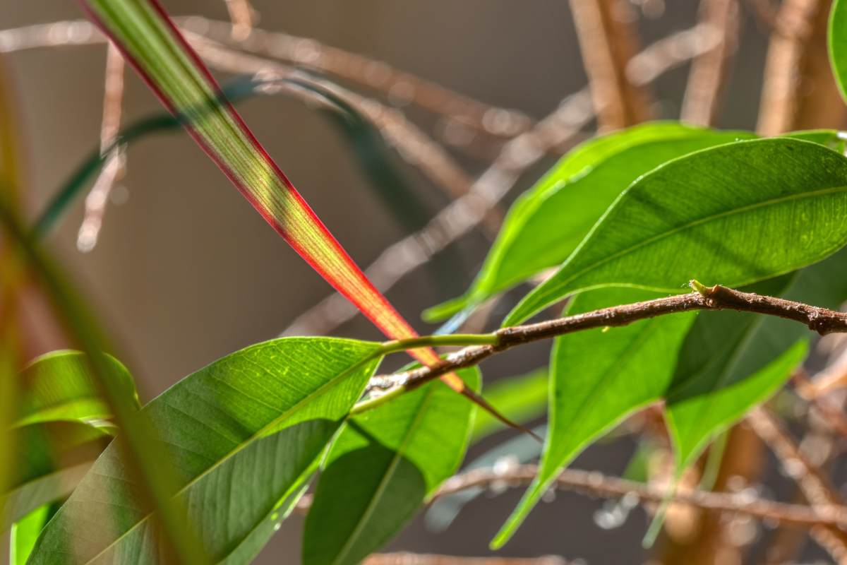 Dracaena and ficus are two air-purifying plants, here filtering both light and air